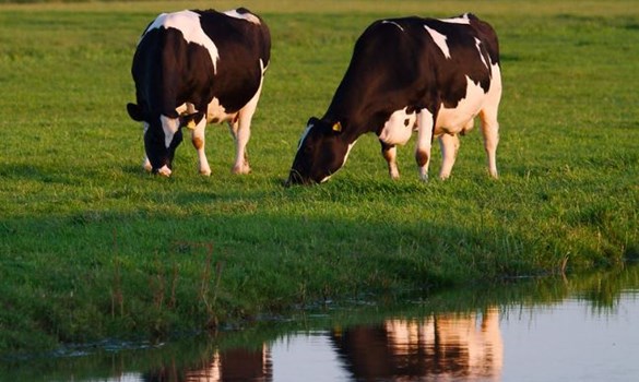 Two holstein cows grazing stood by water